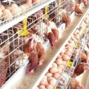 128 birds battery cages