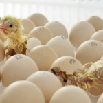 The Importance of Egg Hatching Duration