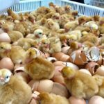Calculating Egg Hatchery Business Expenses