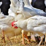 poultry Farming Techniques