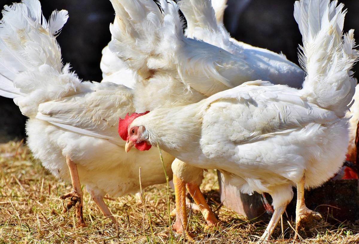 poultry Farming Techniques