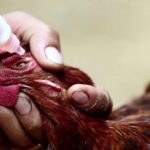 Common Poultry Diseases in Kenya