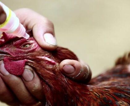 Common Poultry Diseases in Kenya