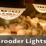 brooding with Heat Lamp Brooders