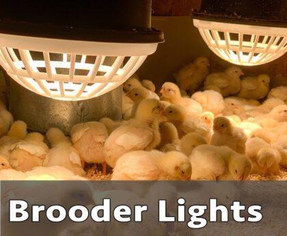brooding with Heat Lamp Brooders