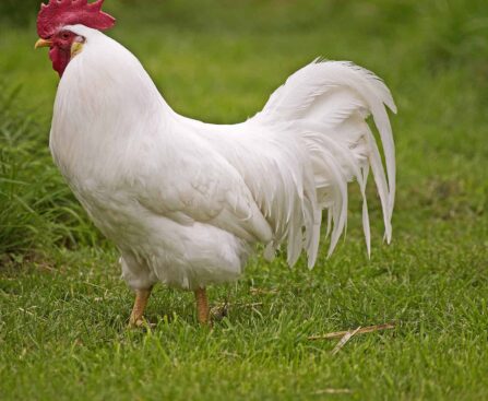 breeds of hens in Kenya