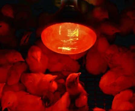 Chicks' Growth with Infrared Bulbs