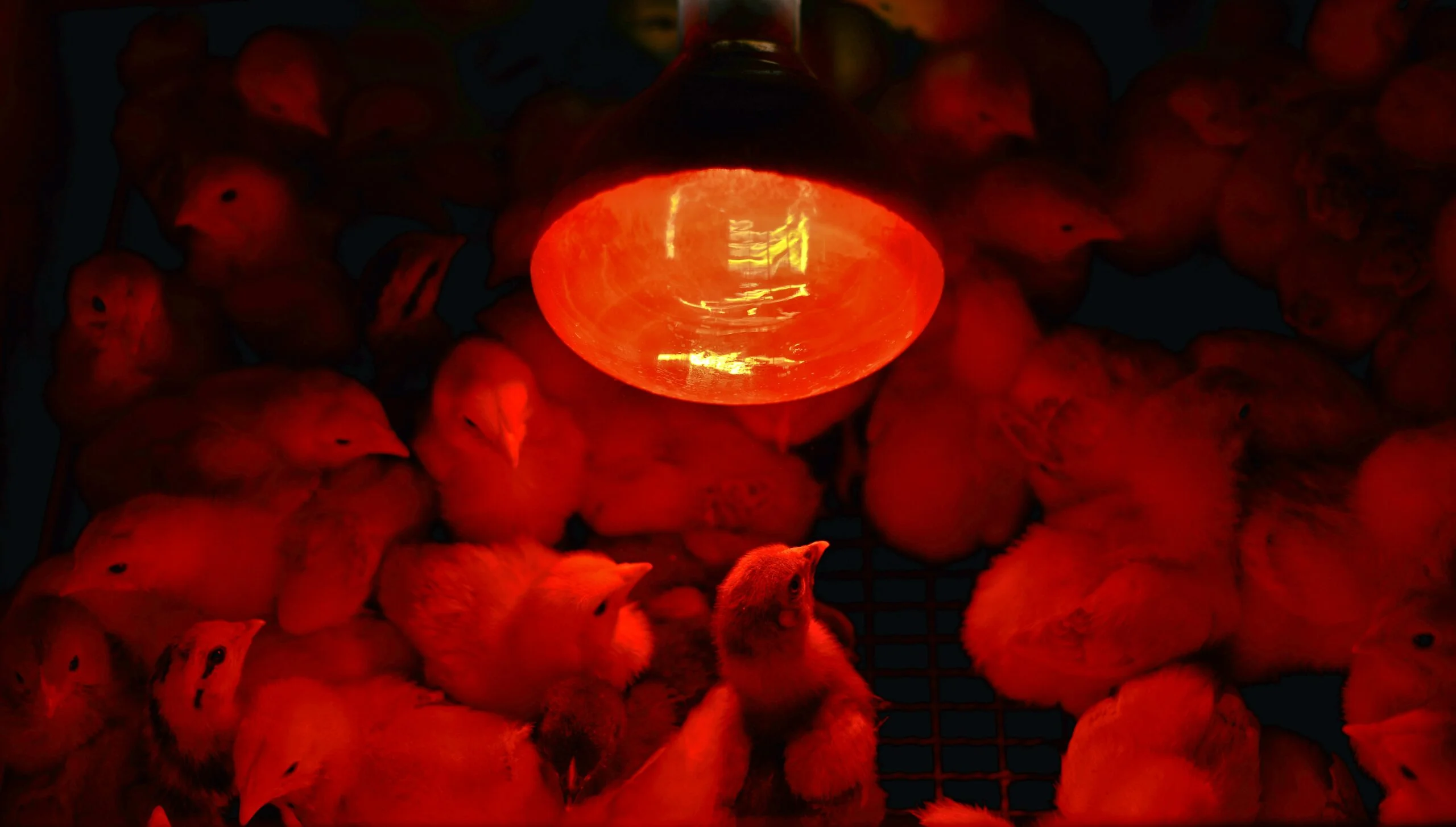 Chicks' Growth with Infrared Bulbs