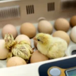 Choosing fertile eggs for incubation is an important step for successful poultry breeding. It is crucial to select the most suitable eggs in order to maximize the chances of hatching healthy chicks. By considering various factors and following the appropriate steps, breeders can ensure a higher success rate in their incubation process.