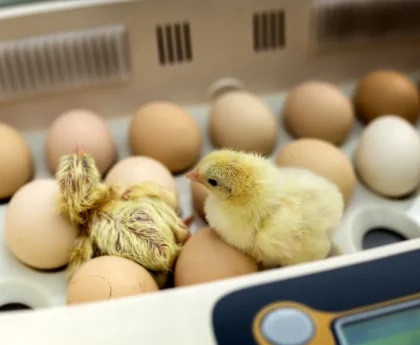 Choosing fertile eggs for incubation is an important step for successful poultry breeding. It is crucial to select the most suitable eggs in order to maximize the chances of hatching healthy chicks. By considering various factors and following the appropriate steps, breeders can ensure a higher success rate in their incubation process.