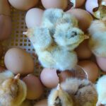 How to prepare eggs for incubation