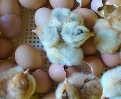 How to prepare eggs for incubation